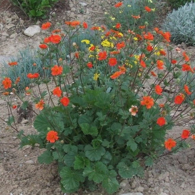 Borisii Kuklik szkarłatny Geum coccineum