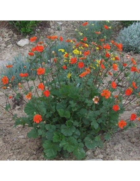 Borisii Kuklik szkarłatny Geum coccineum