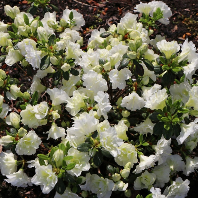 Rhododendron obtusum Azalia japońska Schneeperle