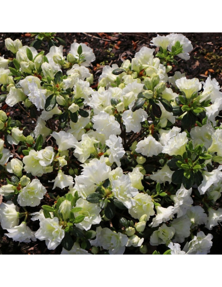 Rhododendron obtusum Azalia japońska Schneeperle