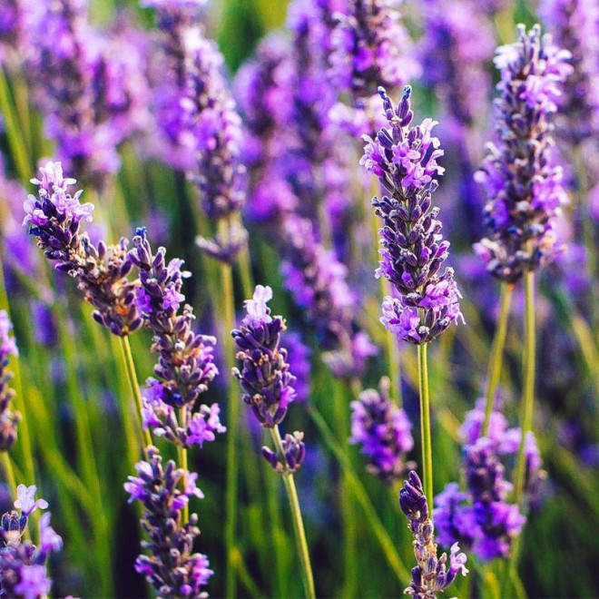 Lawenda wąskolistna Hidcote Lavandula angustifolia