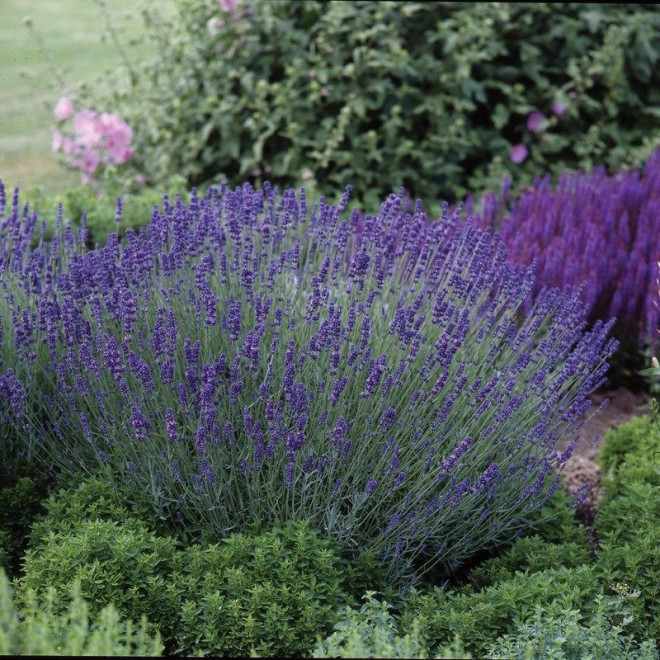Hidcote Lawenda wąskolistna Lavandula angustifolia