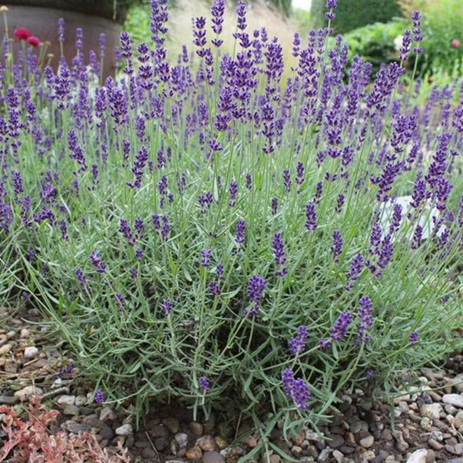 Lawenda wąskolistna Dwarf Blue Lavandula angustifolia