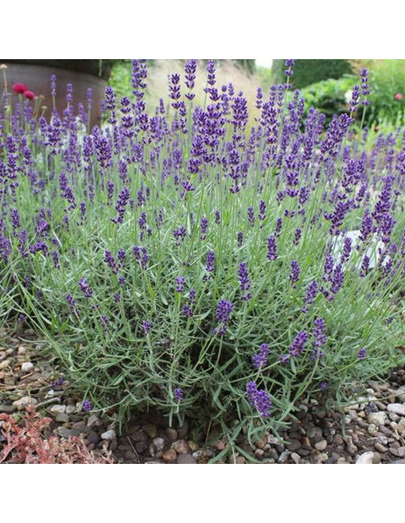 Lawenda wąskolistna Dwarf Blue Lavandula angustifolia