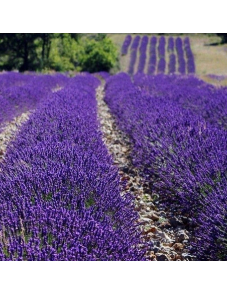 Dwarf Blue Lawenda wąskolistna Lavandula angustifolia