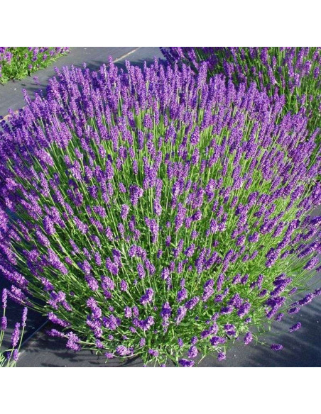 Lawenda wąskolistna Hidcote Blue Strain Lavandula angustifolia