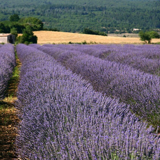 Hidcote Blue Strain Lawenda wąskolistna Lavandula angustifolia
