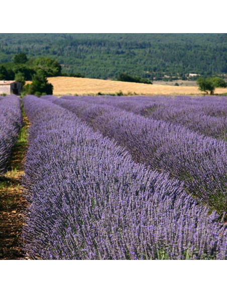 Hidcote Blue Strain Lawenda wąskolistna Lavandula angustifolia