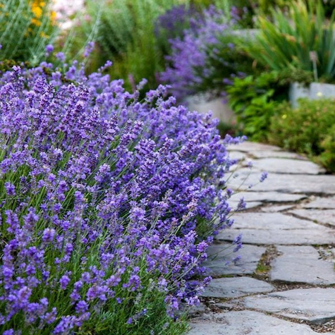 Munstead Lawenda wąskolistna Lavandula angustifolia