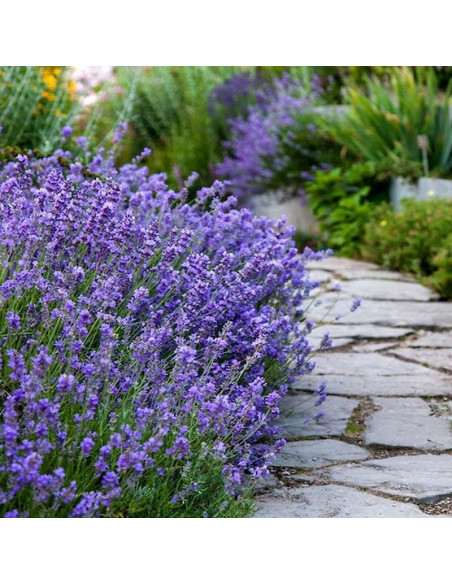 Munstead Lawenda wąskolistna Lavandula angustifolia