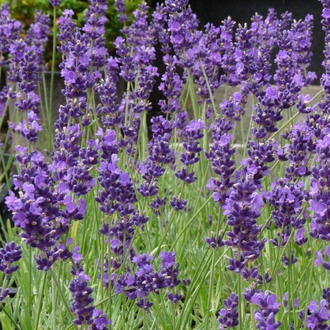 Lawenda wąskolistna Munstead Lavandula angustifolia