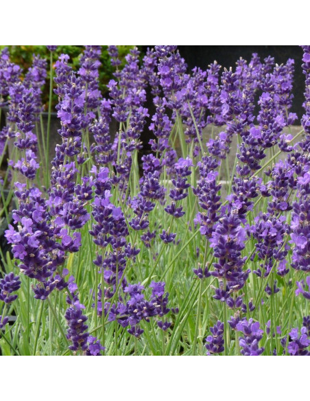 Lawenda wąskolistna Munstead Lavandula angustifolia