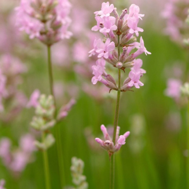 Lawenda wąskolistna Rosea Lavandula angustifolia