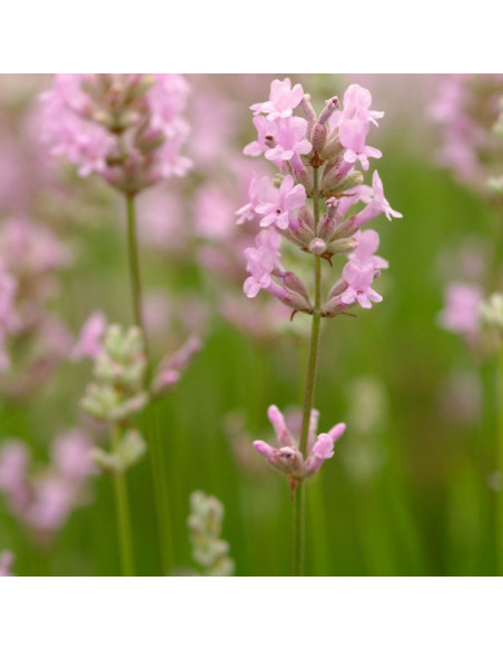 Lawenda wąskolistna Rosea Lavandula angustifolia