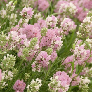 Lawenda wąskolistna Rosea Lavandula angustifolia 2