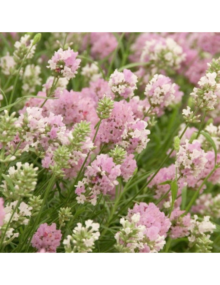 Lavandula angustifolia Lawenda wąskolistna Rosea