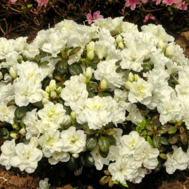 Schneeperle Azalia japońska Rhododendron obtusum