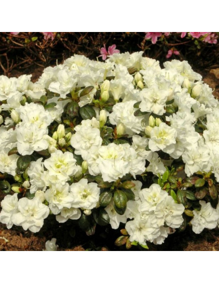 Schneeperle Azalia japońska Rhododendron obtusum