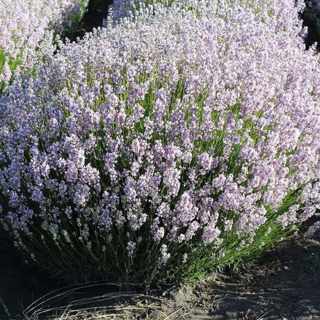 Rosea Lawenda wąskolistna Lavandula angustifolia