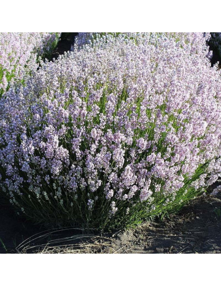 Rosea Lawenda wąskolistna Lavandula angustifolia