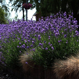 Lawenda wieloletnia mrozoodporna najdłużej kwitnąca pachnąca Lavandula
