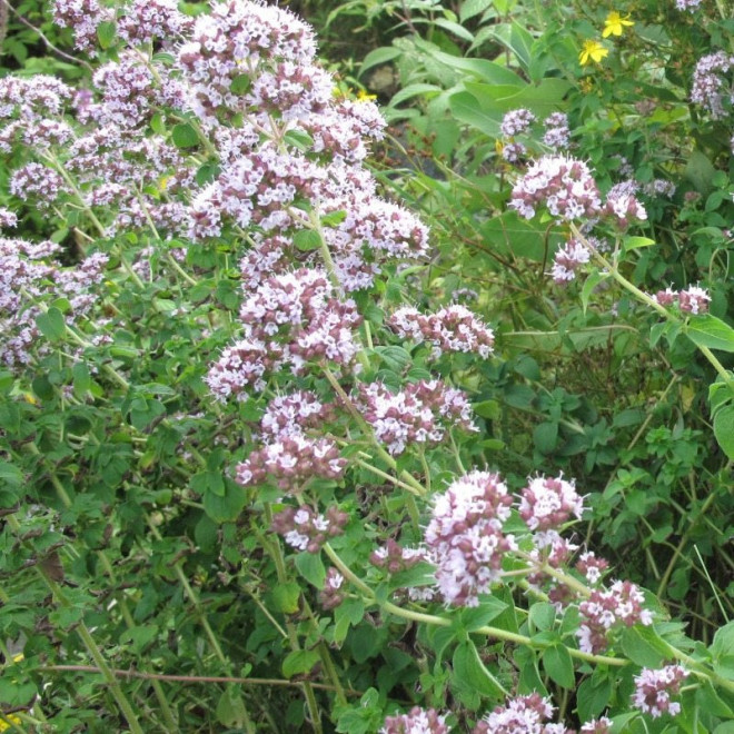 Lebiodka pospolita Origanum vulgare