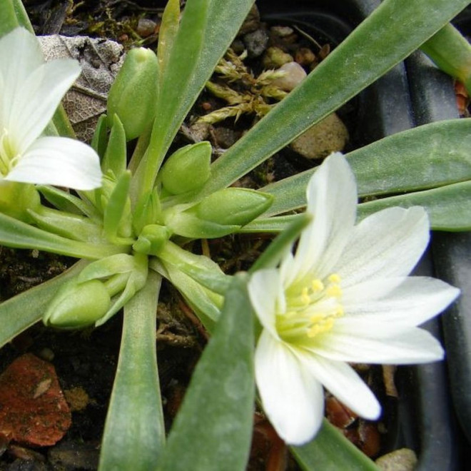 Lewizja newadeńska Lewisia nevadensis