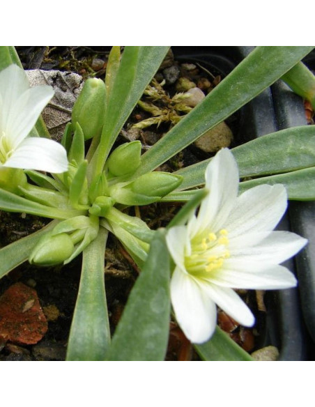 Lewizja newadeńska Lewisia nevadensis