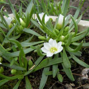 Lewizja newadeńska Lewisia nevadensis 2