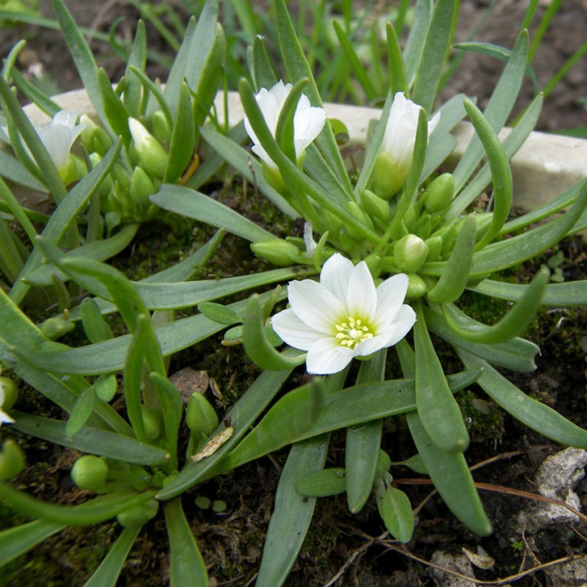 Lewizja newadeńska Lewisia nevadensis
