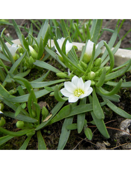 Lewizja newadeńska Lewisia nevadensis