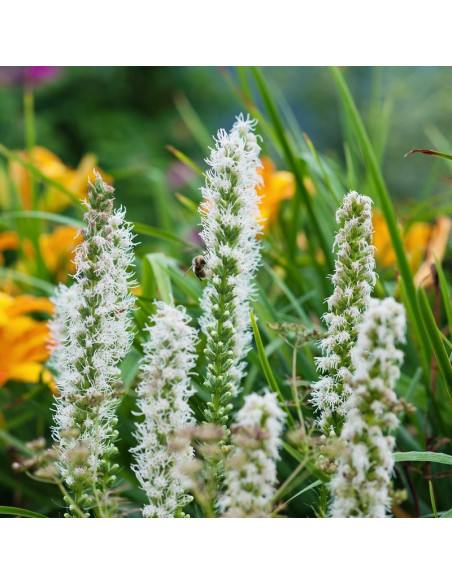 Liatra kłosowa Alba Liatris spicata