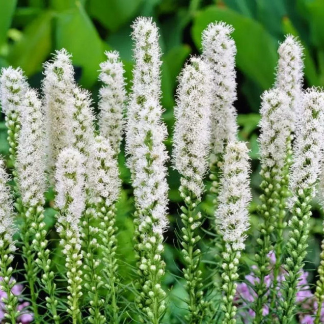 Alba Liatra kłosowa Liatris spicata