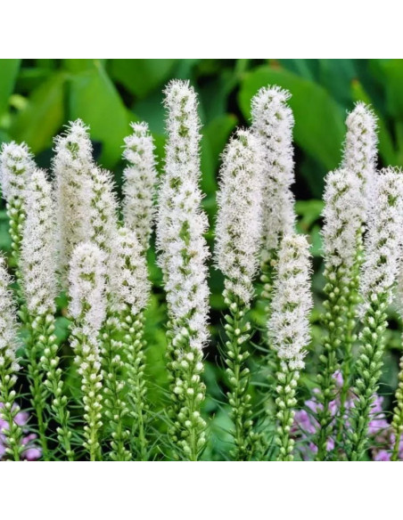 Alba Liatra kłosowa Liatris spicata