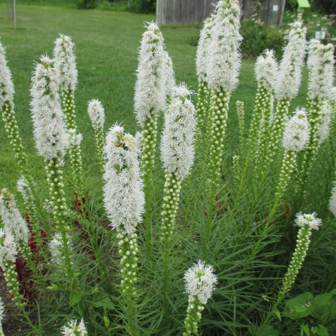 Liatris spicata Liatra kłosowa Alba