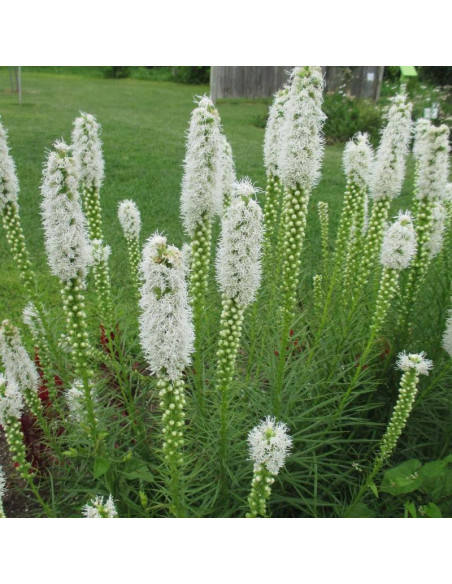 Liatris spicata Liatra kłosowa Alba