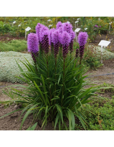 Liatra kłosowa Kobold Liatris spicata