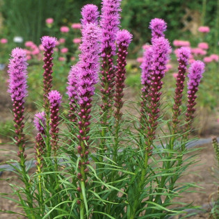 Liatra kłosowa Kobold Liatris spicata 2