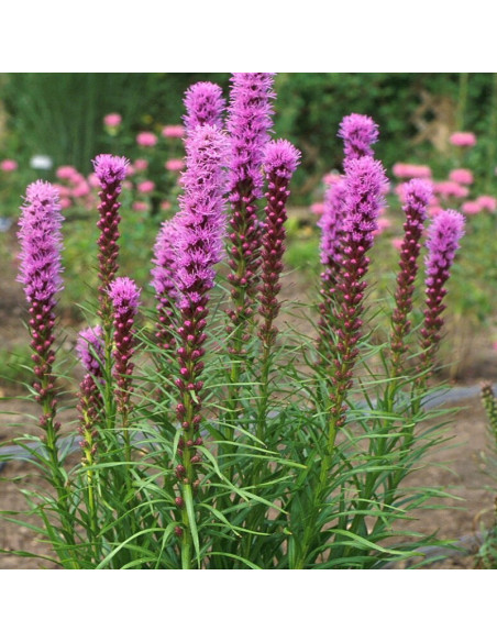 Kobold Liatra kłosowa Liatris spicata