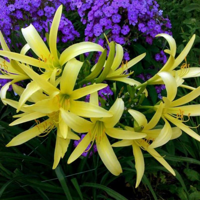 Liliowiec cytrynowy Hemerocallis citrina