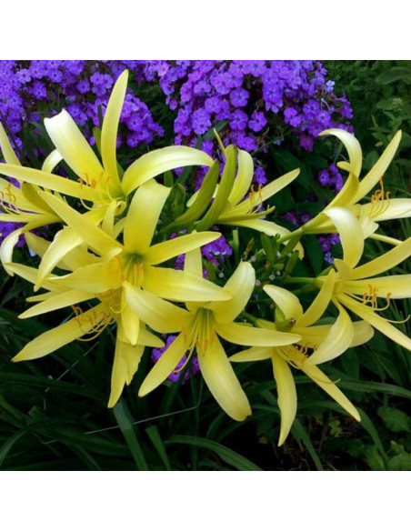 Liliowiec cytrynowy Hemerocallis citrina