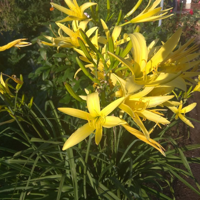 Hemerocallis citrina Liliowiec cytrynowy