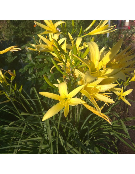 Hemerocallis citrina Liliowiec cytrynowy