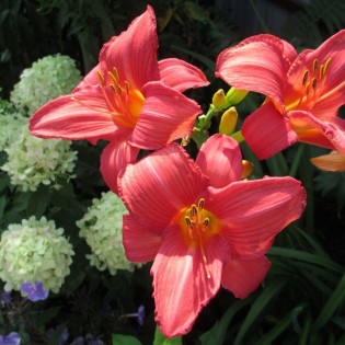 Liliowiec Pink Damask Hemerocallis