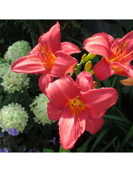 Liliowiec Pink Damask Hemerocallis