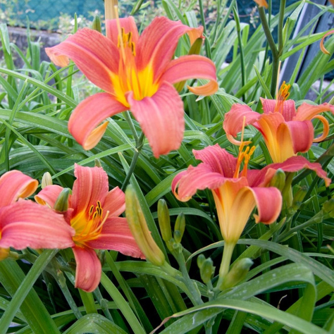 Damask Hemerocallis Liliowiec Pink