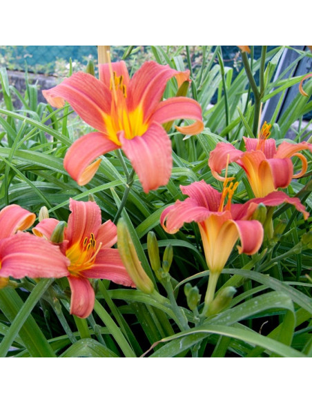 Damask Hemerocallis Liliowiec Pink
