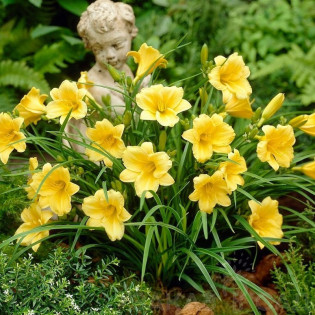 Liliowiec Stella De Oro Hemerocallis- Szkółka Roślin Ozdobnych Florela