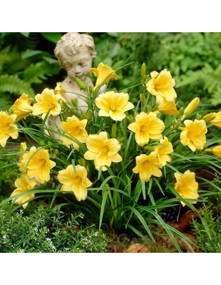 Liliowiec Stella De Oro Hemerocallis- Szkółka Roślin Ozdobnych Florela