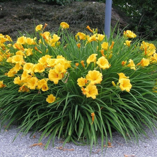 Stella De Oro Liliowiec Hemerocallis